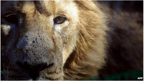 Dallas Zoo Baffled By Lion-on-Lion Crime