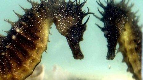A seahorse reflected in a tank