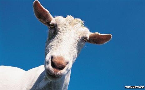 Jamaica: Anti-theft alarms for goats - BBC News