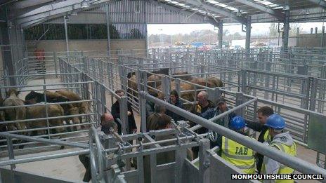 Livestock are penned in the new market