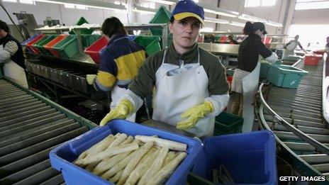 Polish workers sorting asparagus in Germany, file pic
