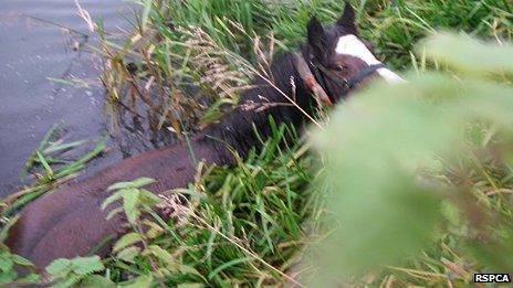 Pregnant horse in Northampton River Nene rescue drama - BBC News