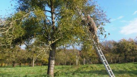 Man up a ladder picking mistletoe