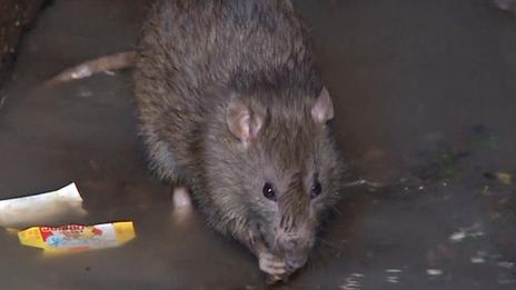 A rat in Madagascar