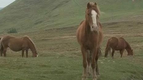 Abandoned horses
