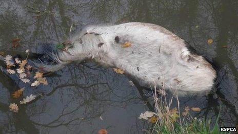 Pony Dragged Into Rugby Canal And Drowned, Rspca Says - Bbc News