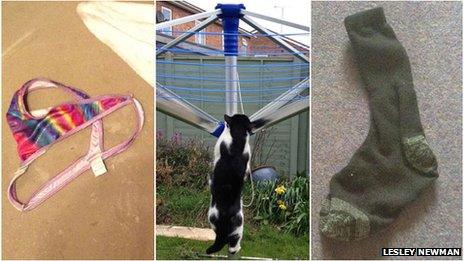 Cat climbing washing line