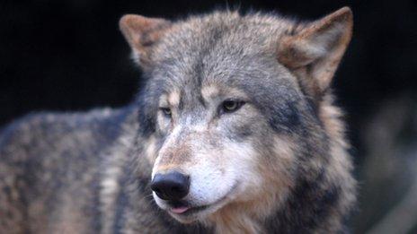 wolf at Colchester Zoo