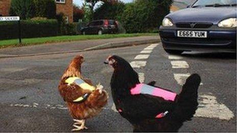 Chickens wearing jackets