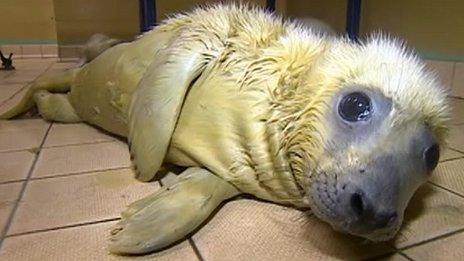 Storm surge seal at RSPCA East Winch