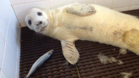 Rescued grey seal pup in the seal hospital