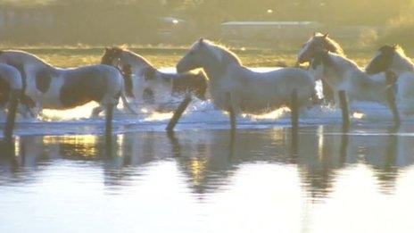 Horses stranded in flood waters