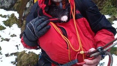 dog with mountain rescuer