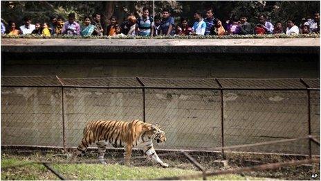 A tiger in a zoo in Calcutta, India