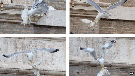 A dove is attacked by a seagull in St Peter's Square at the Vatican