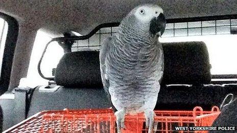Parrot found by police
