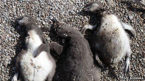 Dead penguins