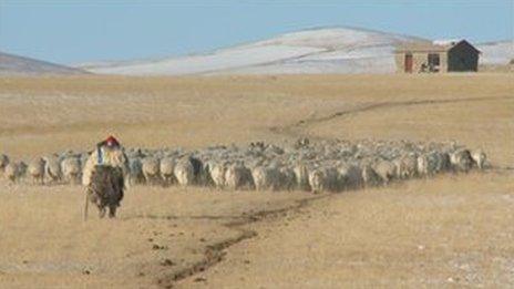Inner Mongolian herdsman with flock of sheep