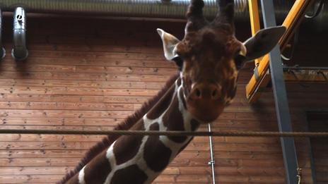 Marius, the 18-month-old giraffe who is to be put down at Copenhagen Zoo