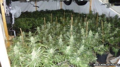 Cannabis plants found in the Bromyard building