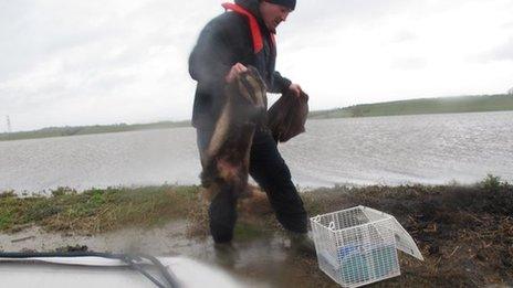 Badgers rescued from flood water