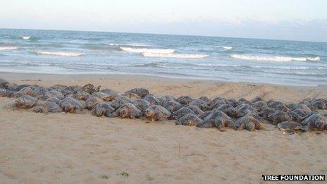 Olive Ridleys washed up on the Andhra Pradesh coast