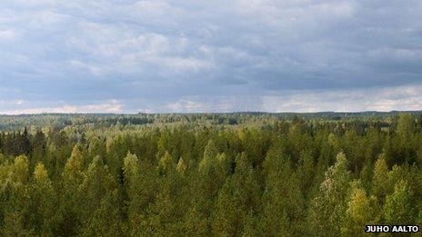 Finland forest