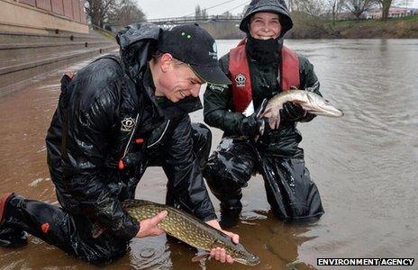 Environment Agency staff release fish