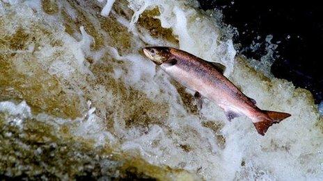 Salmon plan will end with all catches returned claim - BBC News