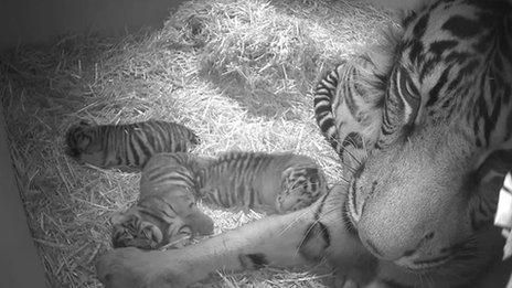 Tiger and cubs