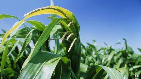 What are GM crops and how is it done?