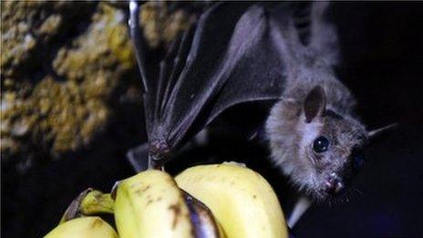 A fruit bat is pictured in 2010 at the Amneville zoo in France.
