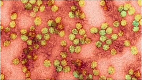 yellow fever virus particles