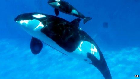 Killer whale and her calf swimming at Seaworld San Diego