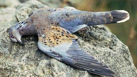 Dead turtle dove - file pic