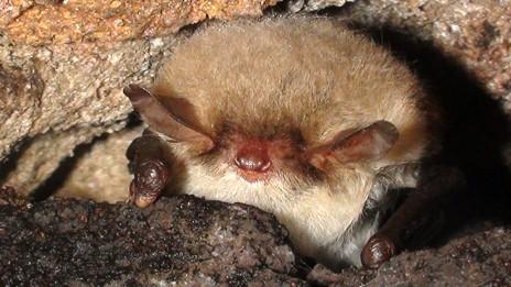 Natterer's bat hibernating in crevice