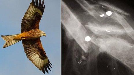 Red Kite in flight and x-ray of injured bird's wing