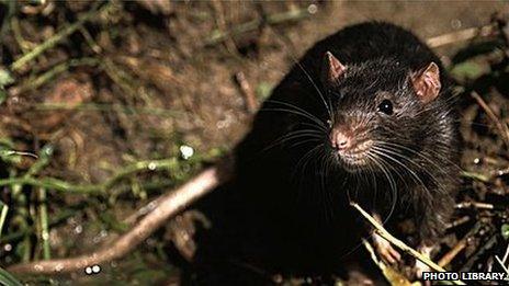 Черная крыса название. Черная крыса. Крыса черная Дикая большая. Черный грызун. Черная Гвинейская крыса.