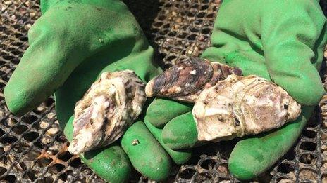 Oysters at Porlock Bay