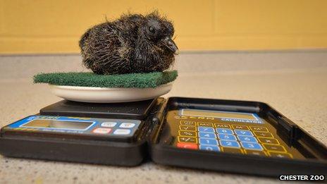 Wokam a white-naped pheasant pigeon chick sitting on a scouring pad while being weighed