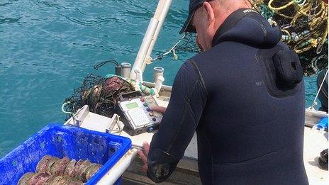A fisherman weighs a catch of abalone