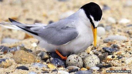 A little tern with eggs