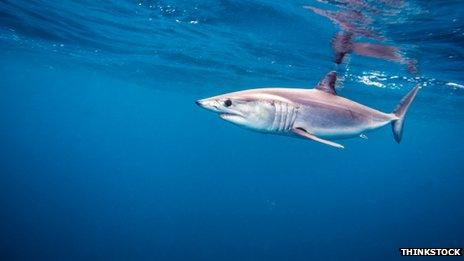A mako shark swimming