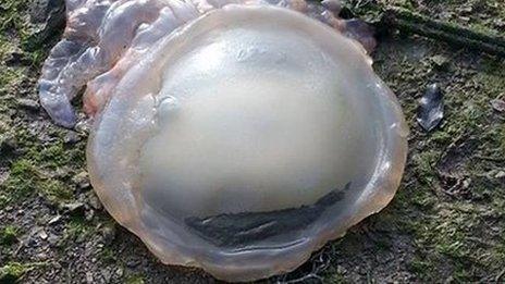 Barrel jellyfish washed up
