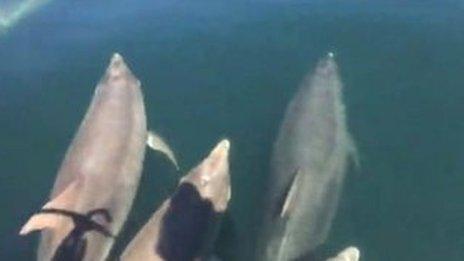 dolphins spotted off Kinmel Bay