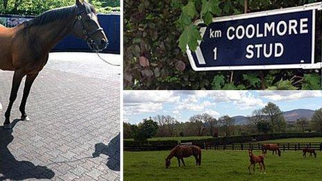 Stallion Galileo, a sign for the Coolmore Stud, and horses relaxing in a field