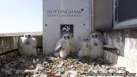 ntu falcons webcam