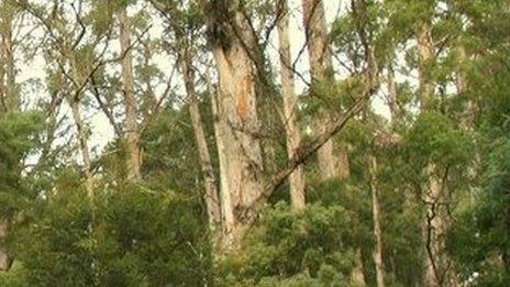 Tasmanian rainforest