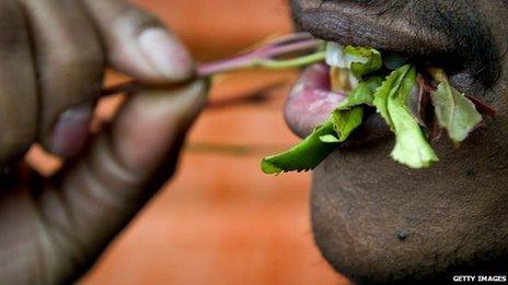 A man chewing khat leaves