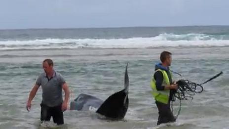 Local men help the whales back out to sea